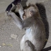 monkey_macaque_balinese_mf_ubud_v_1391_bal5112.jpg